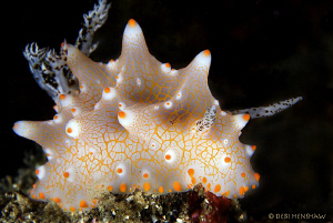 Halgerda malesso with a tiny passenger taken in Lembeh by Debi Henshaw 